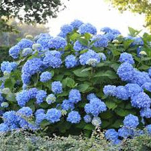 Load image into Gallery viewer, Endless Summer Hydrangea
