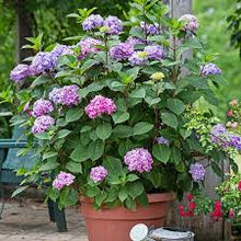 Load image into Gallery viewer, Endless Summer Hydrangea
