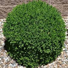 Green Velvet Boxwood