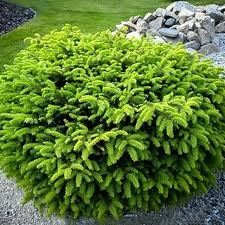 Nest Spruce