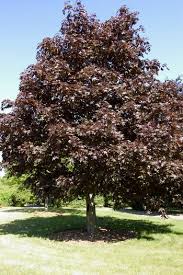 Royal Red Maple